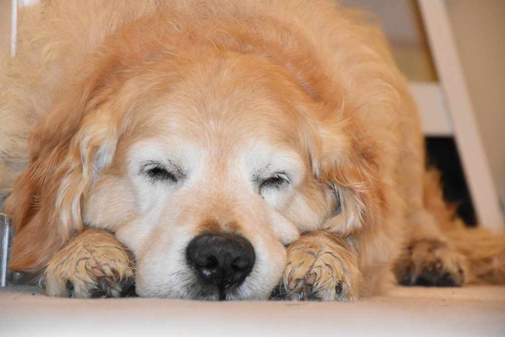 Malattia renale nei cani, i primi segni e cosa fare