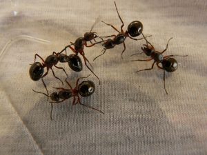 Come liberarsi dalle formiche senza pesticidi