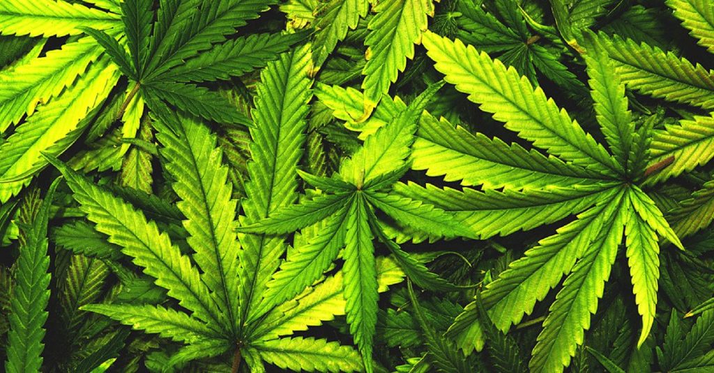 Cannabis