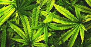 Cannabis