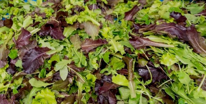 insalata-mista-capricciosa insalata-mista-capricciosa