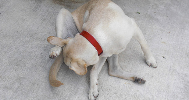 Quando un cane si lecca spesso il sedere può essere un problema