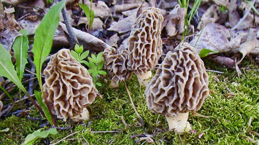 Mangia funghi in un ristorante di lusso e muore avvelenata