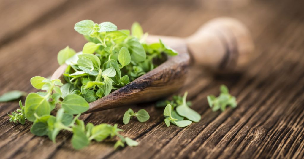 Cosa succede al nostro corpo quando consumiamo l’origano