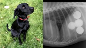 Cane dorme spesso e non mangia, poi l’incredibile scoperta dal veterinario