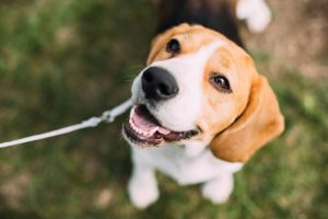 Troppe lesioni per i cani al guinzaglio: colpa dei padroni… ecco alcuni consigli utili