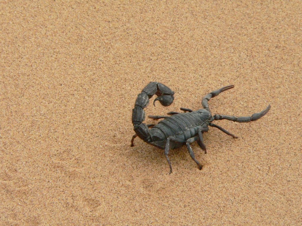 scorpione