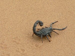 Il veleno degli scorpioni può essere importante nella lotta al tumore al cervello / Lo studio