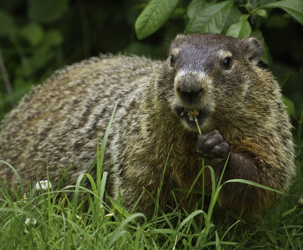 Peste contratta dalle marmotte, diversi cittadini europei in quarantena