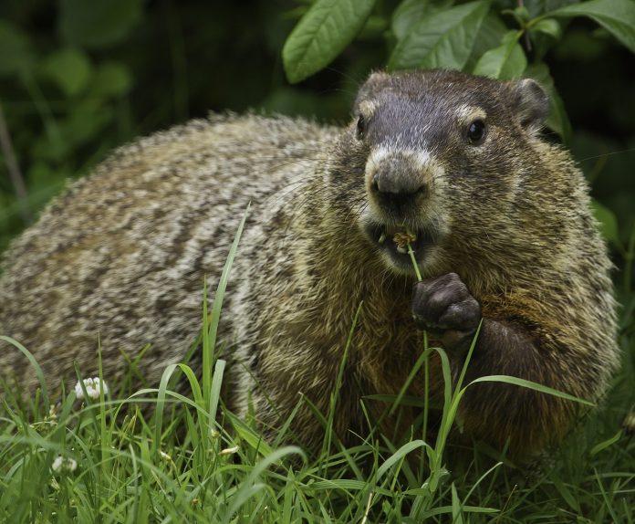 marmotta marmotta