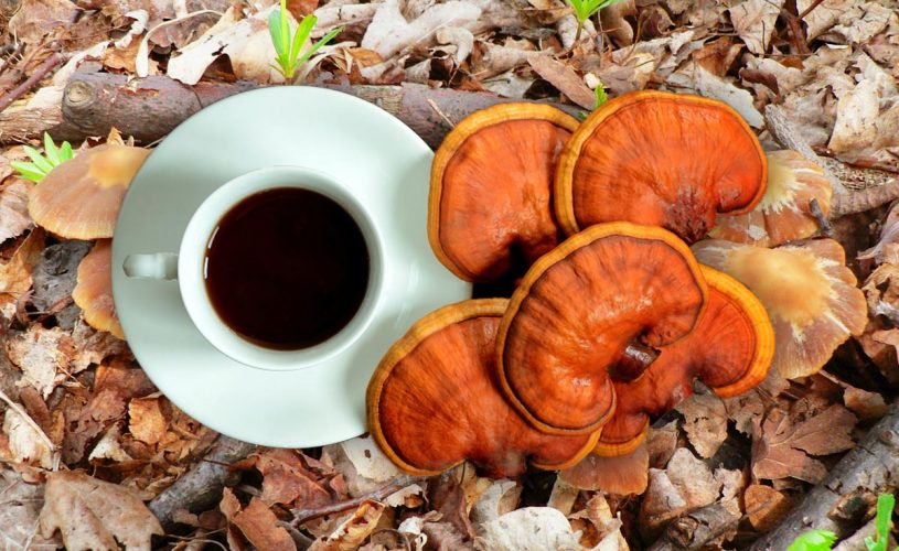 Integratori alimentari e funghi medicinali: dal Ganoderma al Shiitake