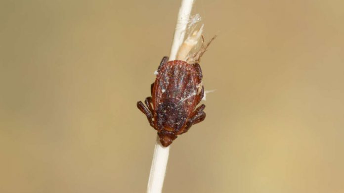 zecca zecca