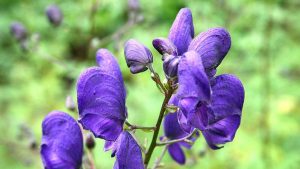 Rischiare di morire avvelenati per un fiore: è successo a una bambina in Svizzera