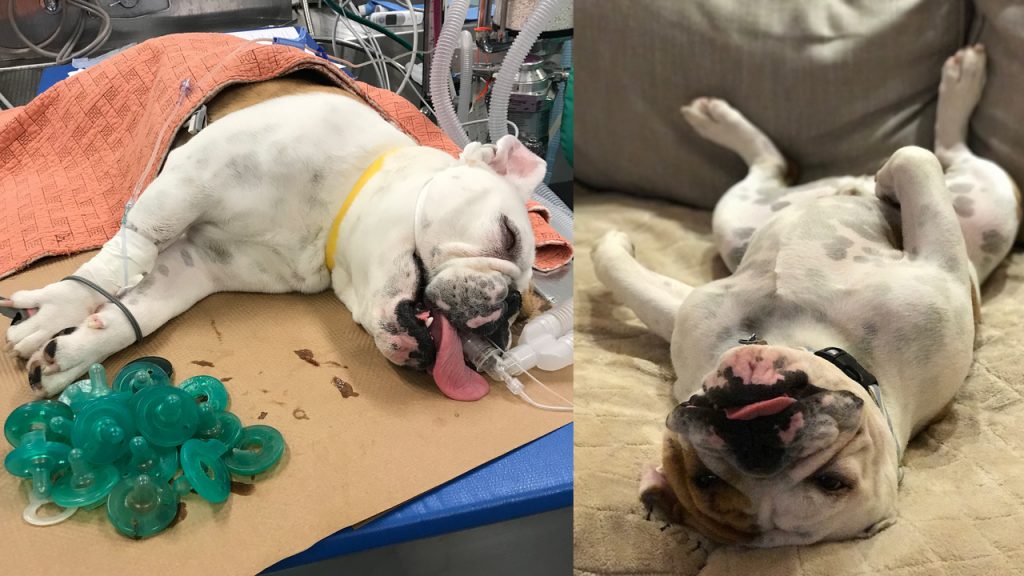 Bulldog ha la nausea, i veterinari gli trovano 19 ciucci per neonati nello stomaco