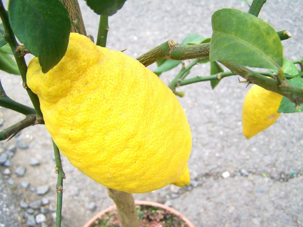 Limone: quali sono i benefici?