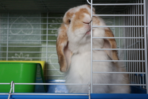 Come scegliere la giusta gabbietta per coniglio? Guida alla scelta