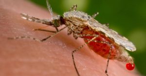 Un fungo OGM potrebbe debellare la malaria / la scoperta dagli USA