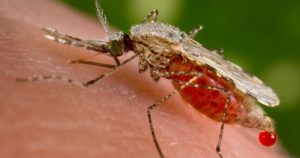 OMS approva vaccino contro malaria, svolta epocale