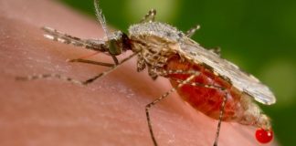 Un fungo OGM potrebbe debellare la malaria / la scoperta dagli USA