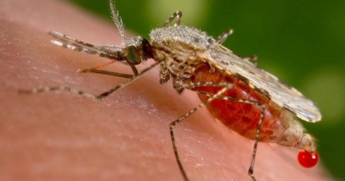 malaria Un fungo OGM potrebbe debellare la malaria / la scoperta dagli USA