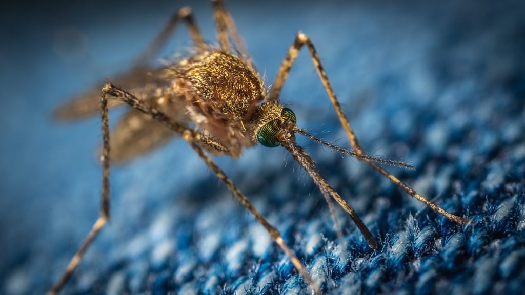 Cosa attira le zanzare? E perché pungono più persone che altre? Le risposte della scienza