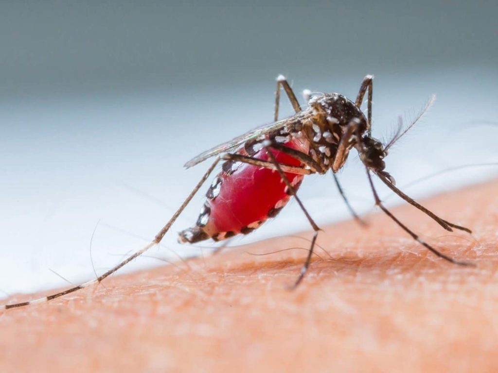 Chikungunya: sintomi, diagnosi e trattamento