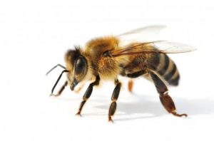 Cosa fare in caso di puntura di un’ape, di un calabrone o di una vespa?