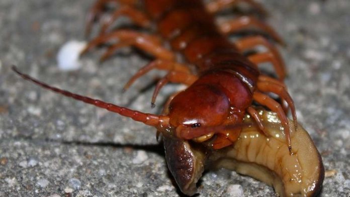 millepiedi