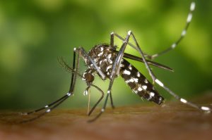 Zanzara tigre, 5 metodi efficaci per evitare che ci pungano