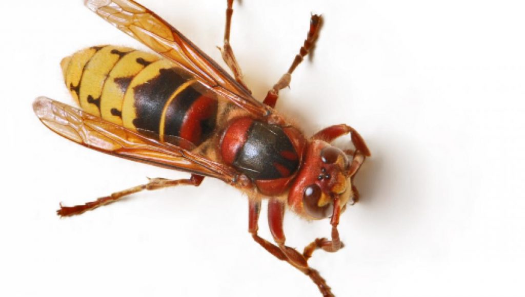 Turista uccisa da una puntura di calabrone: allarme vespe killer in Europa