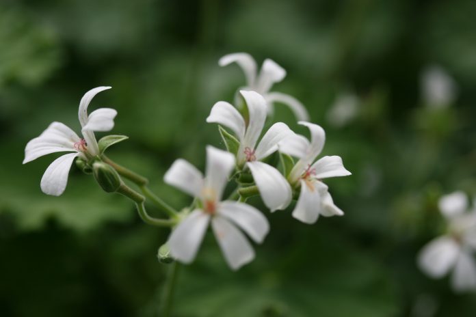 geranio Pelargonium odoratissimum Quali sono i benefici del geranio per la salute