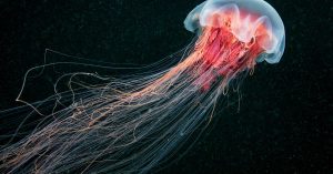 È vero che bisogna urinare sulla ferita dopo la ‘puntura’ di una medusa?