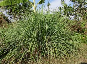 Cosa devi sapere sui benefici per la salute della citronella