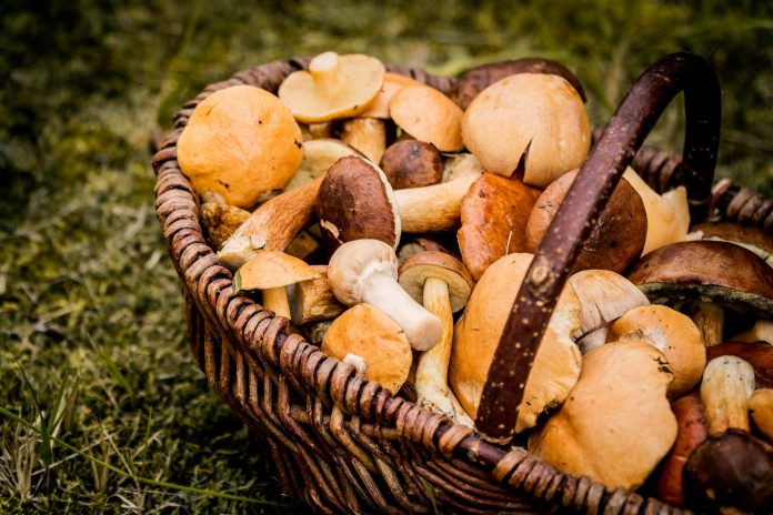 funghi