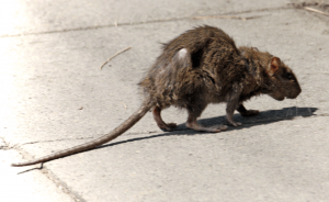 New York sta cercando di affogare i topi nell’alcool con una trappola italiana
