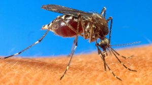 Virus Zika, due casi indigeni nella Francia al confine con l’Italia