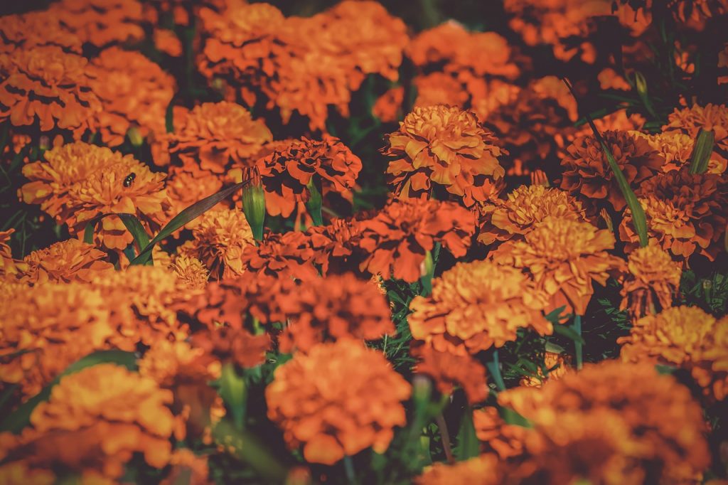 Fiori di calendula: 6 benefici per la salute