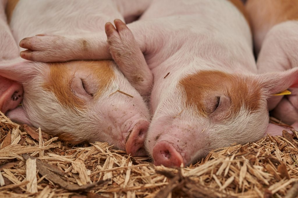 Un quarto dei maiali di tutto il mondo potrebbe sparire per colpa di un virus