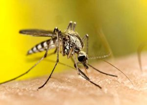 Usa, 11 morti per un raro virus trasmesso dalle zanzare
