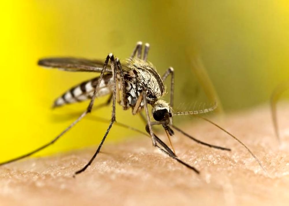 Usa, 11 morti per un raro virus trasmesso dalle zanzare