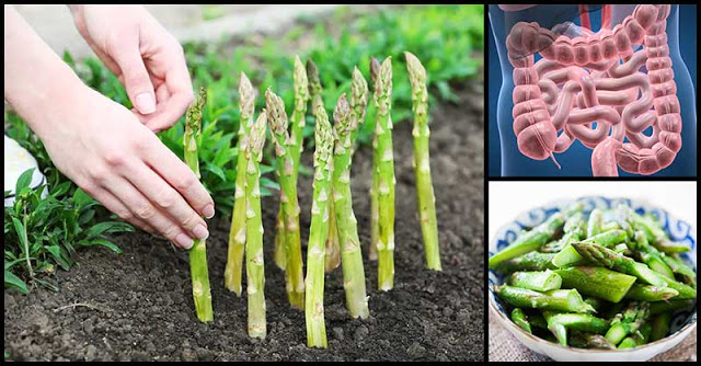 Gli asparagi fanno bene all’apparato digerente: ecco perché