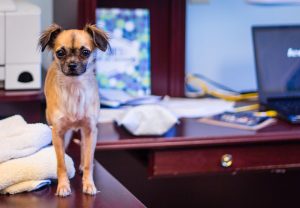 Portare il cane in ufficio fa bene, ecco perché