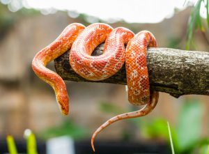 Agricoltore viene morso da un serpente e si mozza il dito (ma non era necessario)