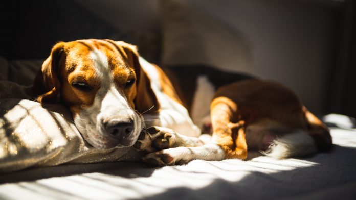 artrosi nel cane artrosi nel cane