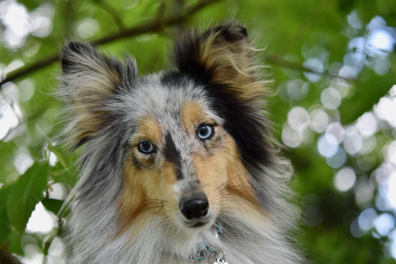 cane femmina che monta