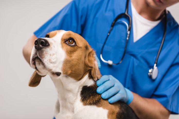 come-capire-se-il-tuo-cane-sta-male come-capire-se-il-tuo-cane-sta-male
