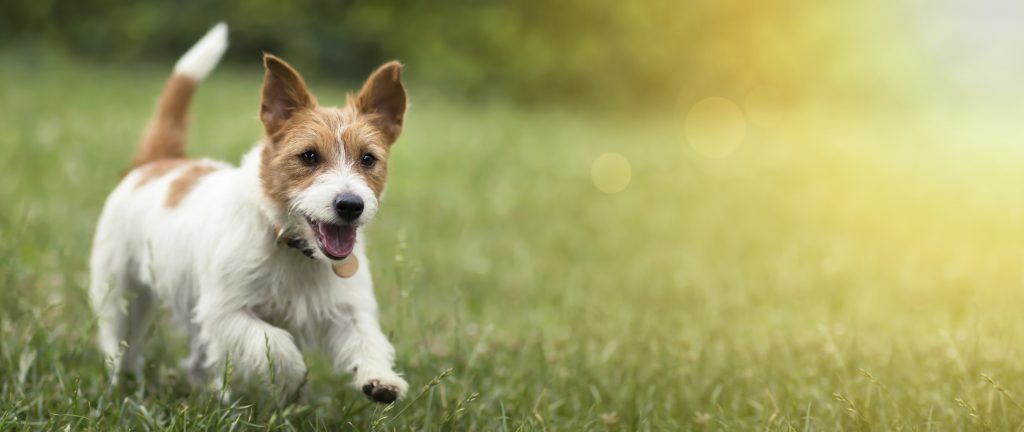 cosa fare se il cane vomita