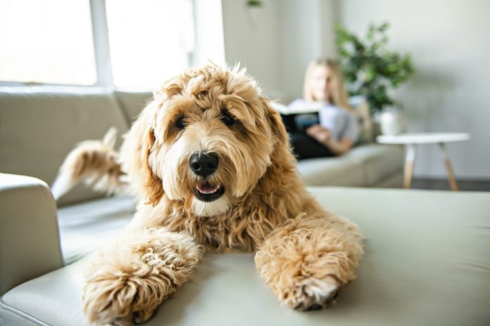 cosa fare se il cane vomita cosa fare se il cane vomita