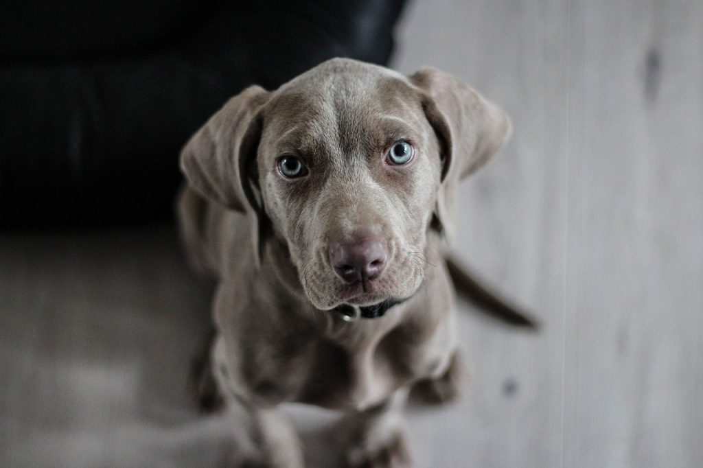 Emangiosarcoma nei cani: cause, sintomi, trattamento