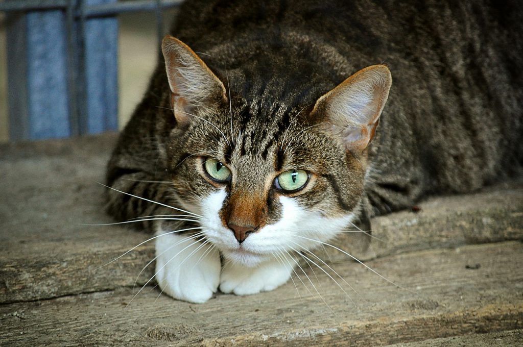 Cibi da non dare al gatto: ecco i principali e perché evitarli